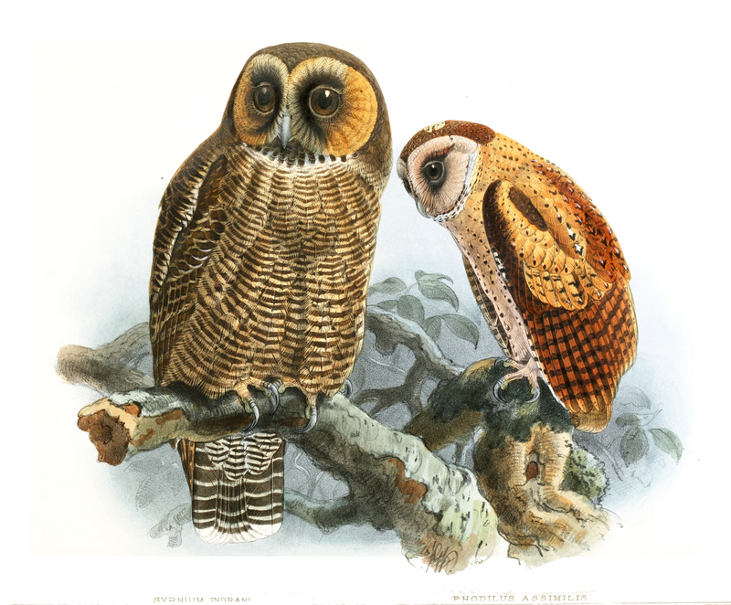 brown wood owl (Strix leptogrammica), Sri Lanka bay owl (Phodilus assimilis); DISPLAY FULL IMAGE.