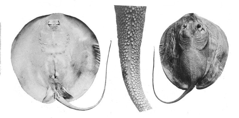 porcupine ray (Urogymnus asperrimus); DISPLAY FULL IMAGE.