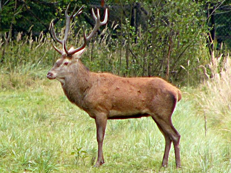 Central European red deer (Cervus elaphus hippelaphus); DISPLAY FULL IMAGE.