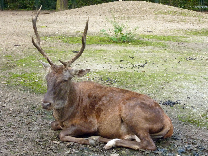 Barbary stag, Atlas deer (Cervus elaphus barbarus); DISPLAY FULL IMAGE.
