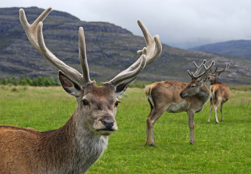 Scottish red deer (Cervus elaphus scoticus); DISPLAY FULL IMAGE.