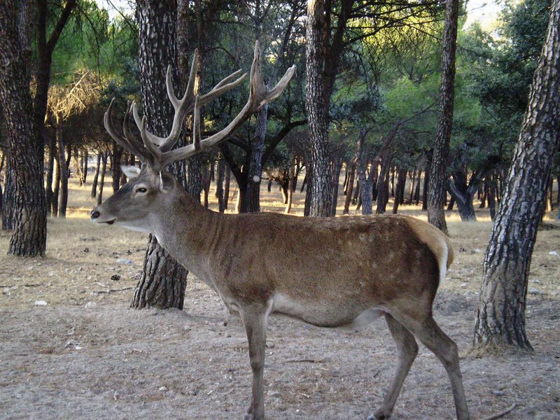 Iberian red deer (Cervus elaphus hispanicus); DISPLAY FULL IMAGE.