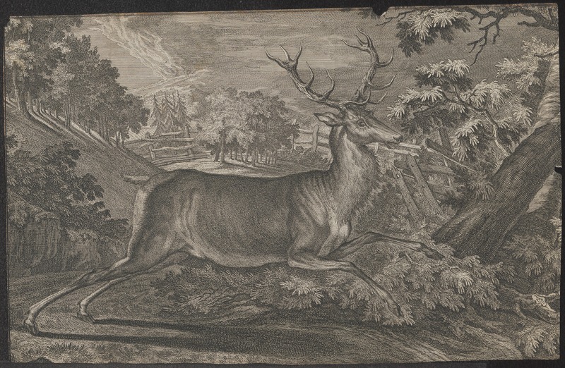 red deer (Cervus elaphus); DISPLAY FULL IMAGE.