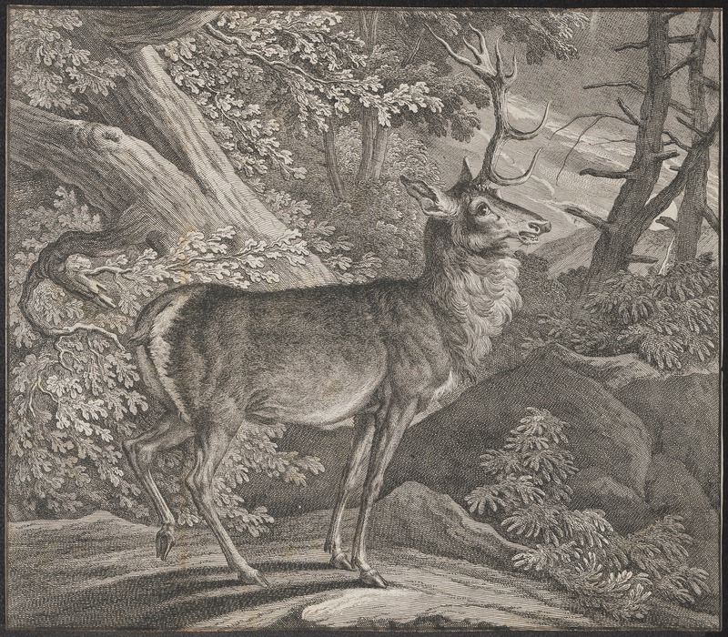 red deer (Cervus elaphus); DISPLAY FULL IMAGE.