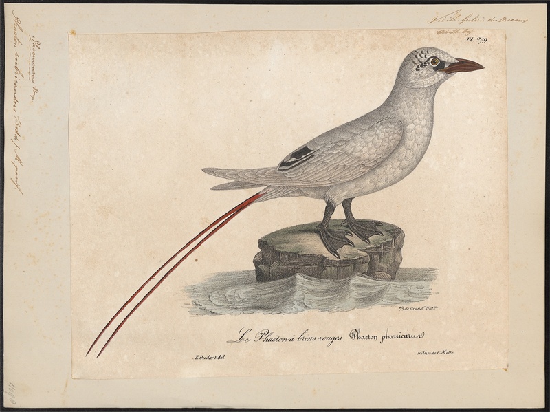 red-tailed tropicbird (Phaethon rubricauda); DISPLAY FULL IMAGE.