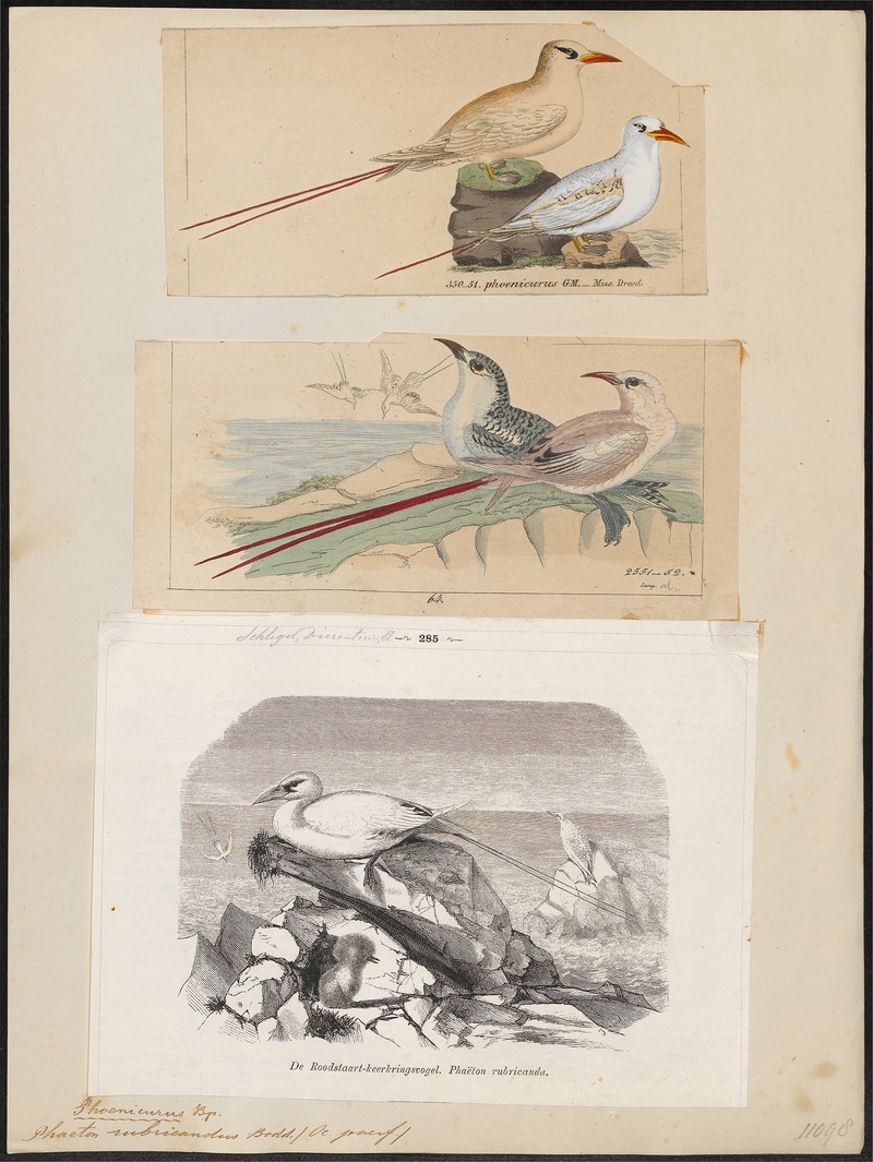 red-tailed tropicbird (Phaethon rubricauda); DISPLAY FULL IMAGE.