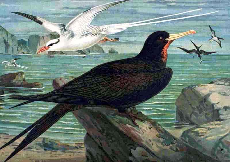 red-billed tropicbird (Phaethon aethereus), Ascension frigatebird (Fregata aquila); DISPLAY FULL IMAGE.