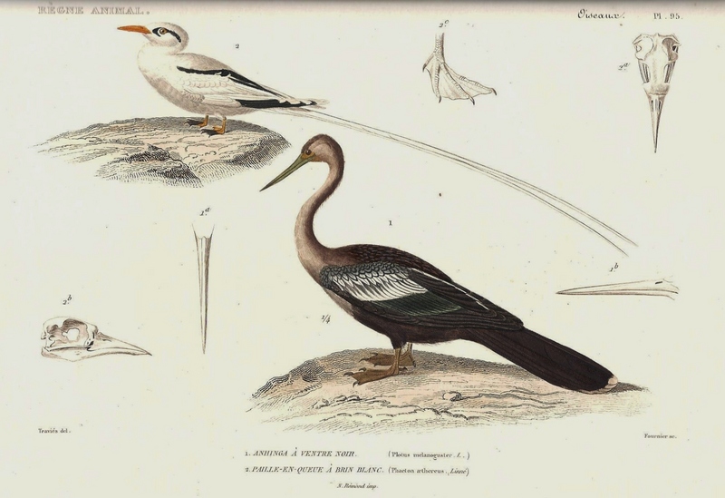 red-billed tropicbird (Phaethon aethereus), Oriental darter (Anhinga melanogaster); DISPLAY FULL IMAGE.