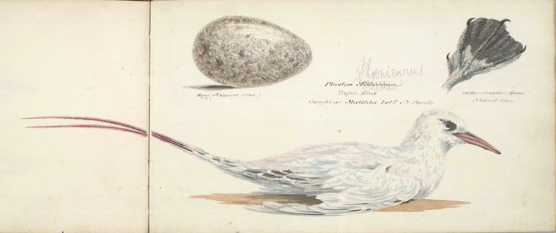 red-billed tropicbird (Phaethon aethereus); DISPLAY FULL IMAGE.