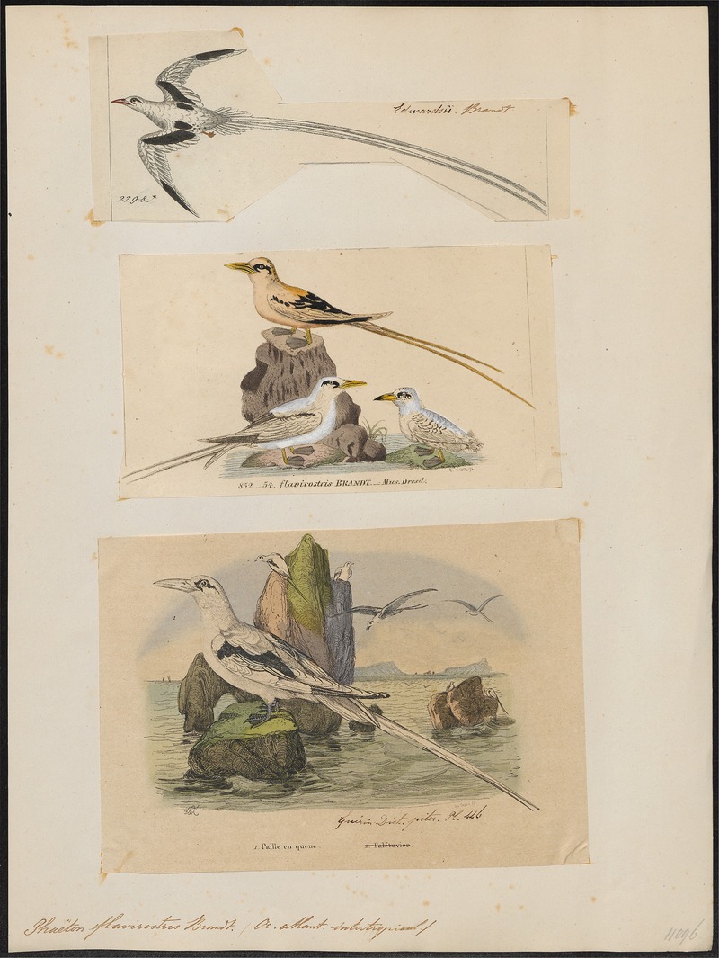 white-tailed tropicbird (Phaethon lepturus); DISPLAY FULL IMAGE.