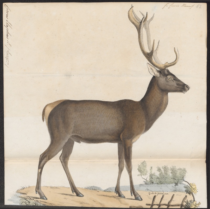 red deer (Cervus elaphus); DISPLAY FULL IMAGE.