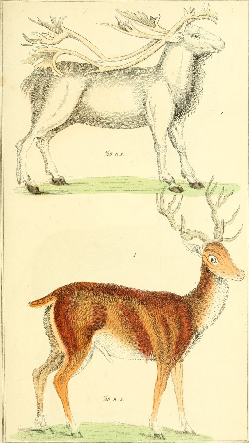 reindeer (Rangifer tarandus), red deer (Cervus elaphus); DISPLAY FULL IMAGE.