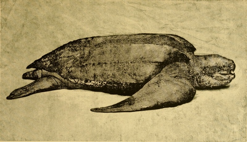 leatherback sea turtle (Dermochelys coriacea); DISPLAY FULL IMAGE.