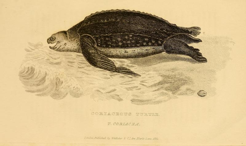 leatherback sea turtle (Dermochelys coriacea); DISPLAY FULL IMAGE.