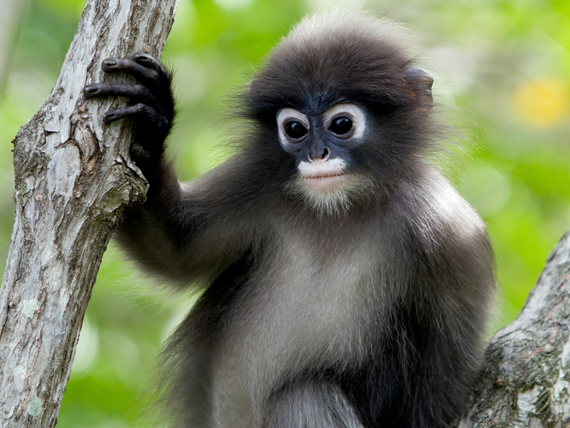 Dusky Leaf Monkey,Trachypithecus obscurus,Presbytis obscura,Asia,adult male  on tree - SuperStock