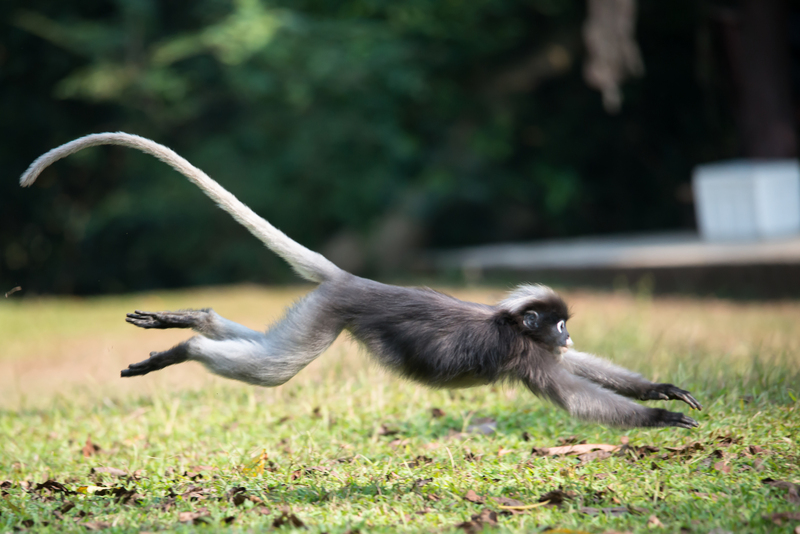dusky leaf monkey (Trachypithecus obscurus); DISPLAY FULL IMAGE.
