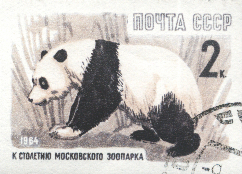 giant panda (Ailuropoda melanoleuca); DISPLAY FULL IMAGE.