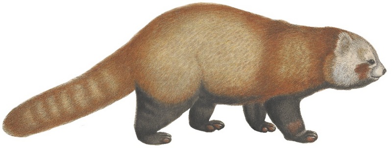 red panda, lesser panda (Ailurus fulgens); DISPLAY FULL IMAGE.