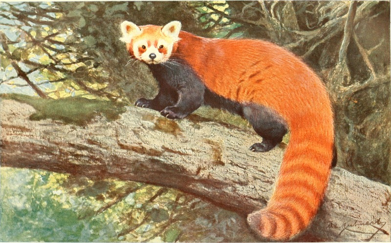 red panda, lesser panda (Ailurus fulgens); DISPLAY FULL IMAGE.
