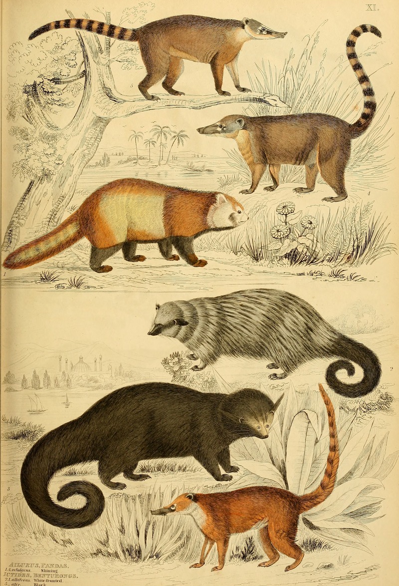 red panda (Ailurus fulgens refulgens), Indian binturong (Arctictis binturong albifrons), binturong (Arctictis binturong penicillatus), white-nosed coati (Nasua narica), South American coati (Nasua nasua rufa); DISPLAY FULL IMAGE.