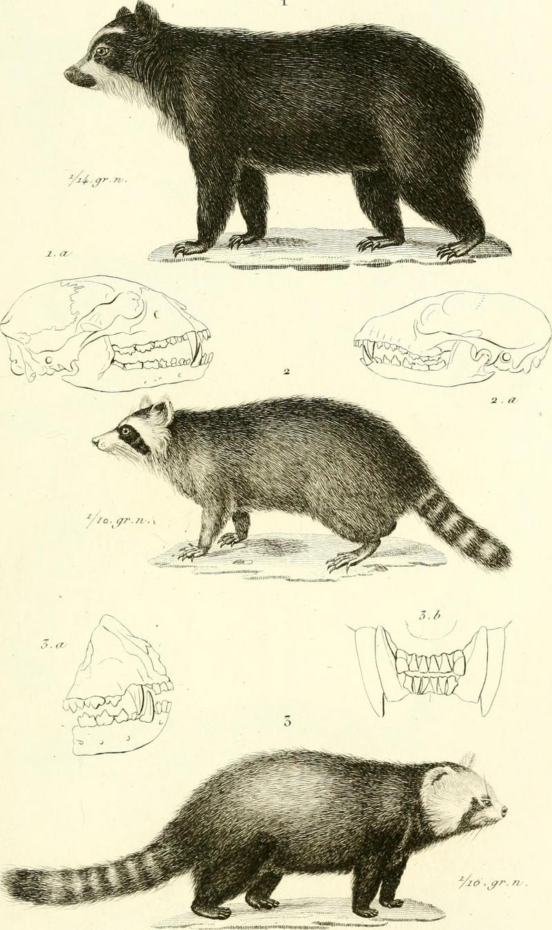 spectacled bear (Tremarctos ornatus), common raccoon (Procyon lotor), lesser panda (Ailurus fulgens); DISPLAY FULL IMAGE.