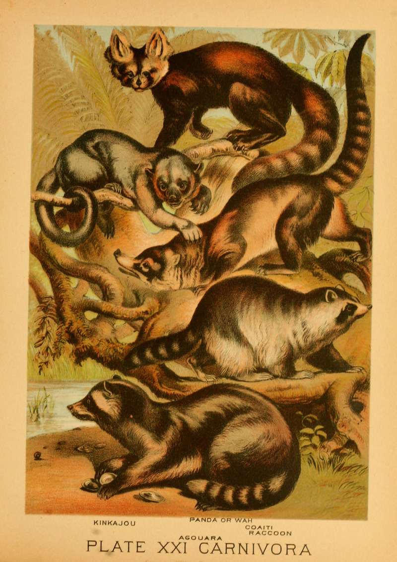 kinkajou (Potos flavus), red panda (Ailurus fulgens), white-nosed coati (Nasua narica), common raccoon (Procyon lotor), crab-eating raccoon (Procyon cancrivorus); DISPLAY FULL IMAGE.