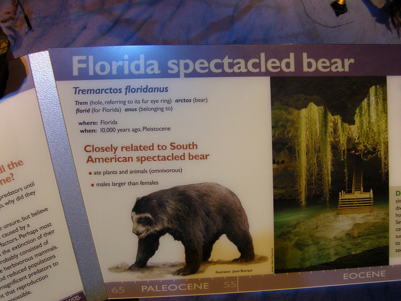 Florida spectacled bear (Tremarctos floridanus); DISPLAY FULL IMAGE.