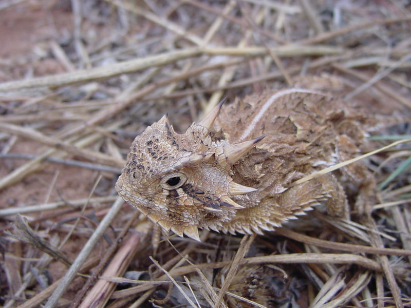 Texas horned lizard (Phrynosoma cornutum); DISPLAY FULL IMAGE.