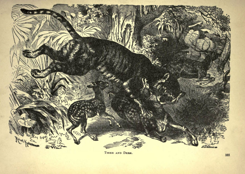 tiger (Panthera tigris) hunting chital (Axis axis); DISPLAY FULL IMAGE.