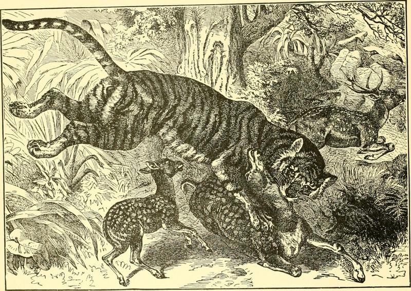 tiger (Panthera tigris) hunting chital (Axis axis); DISPLAY FULL IMAGE.