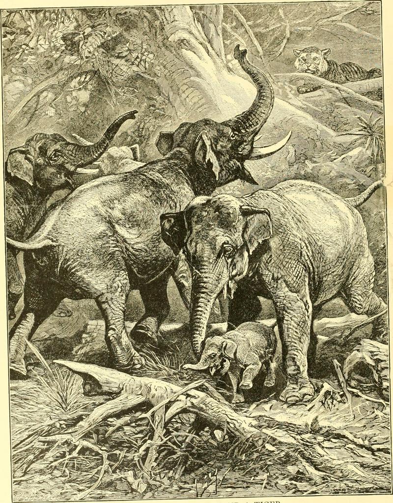 Asiatic elephant (Elephas maximus), tiger (Panthera tigris); DISPLAY FULL IMAGE.
