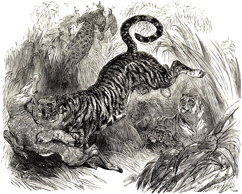 tiger (Panthera tigris); DISPLAY FULL IMAGE.