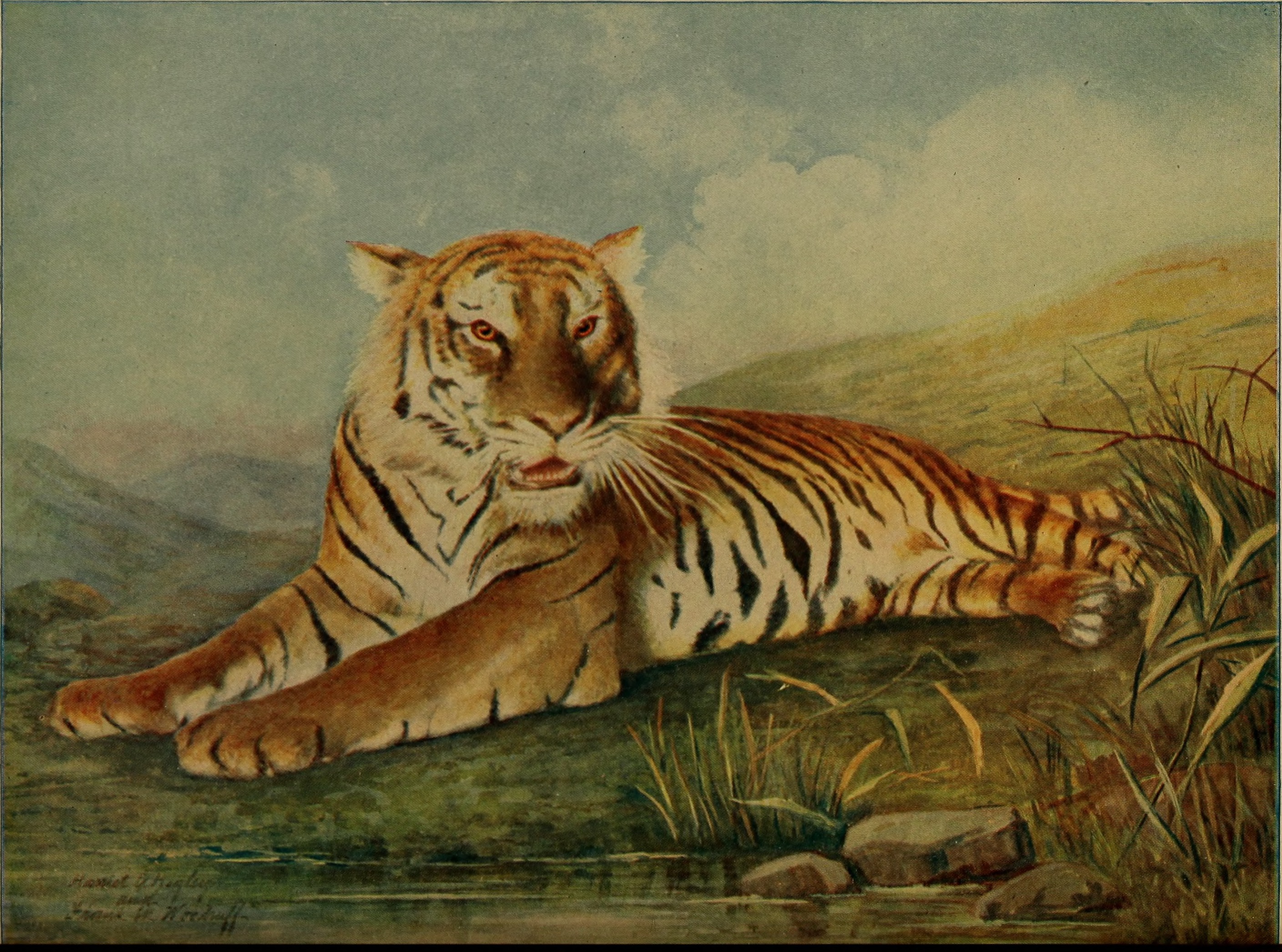 Felis Tigris