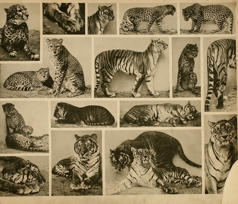cheetah (Acinonyx jubatus), tiger (Panthera tigris), leopard (Panthera pardus); DISPLAY FULL IMAGE.