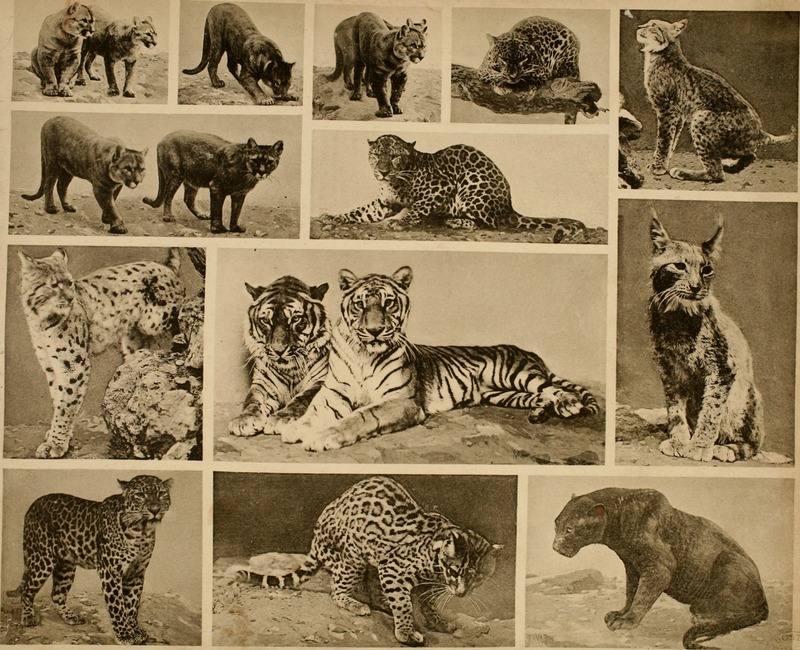 cougar (Puma concolor), tiger (Panthera tigris), leopard (Panthera pardus); DISPLAY FULL IMAGE.