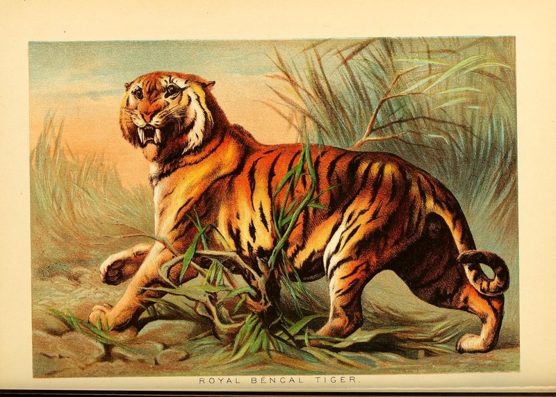 tiger (Panthera tigris) - Bengal tiger (Panthera tigris tigris); DISPLAY FULL IMAGE.