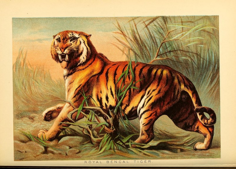 Bengal Tiger (Panthera tigris tigris) Dimensions & Drawings