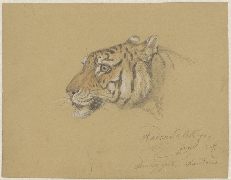 tiger (Panthera tigris); DISPLAY FULL IMAGE.