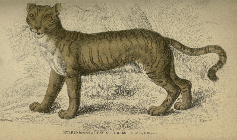 tiger (Panthera tigris): lion + tigress = liger; DISPLAY FULL IMAGE.