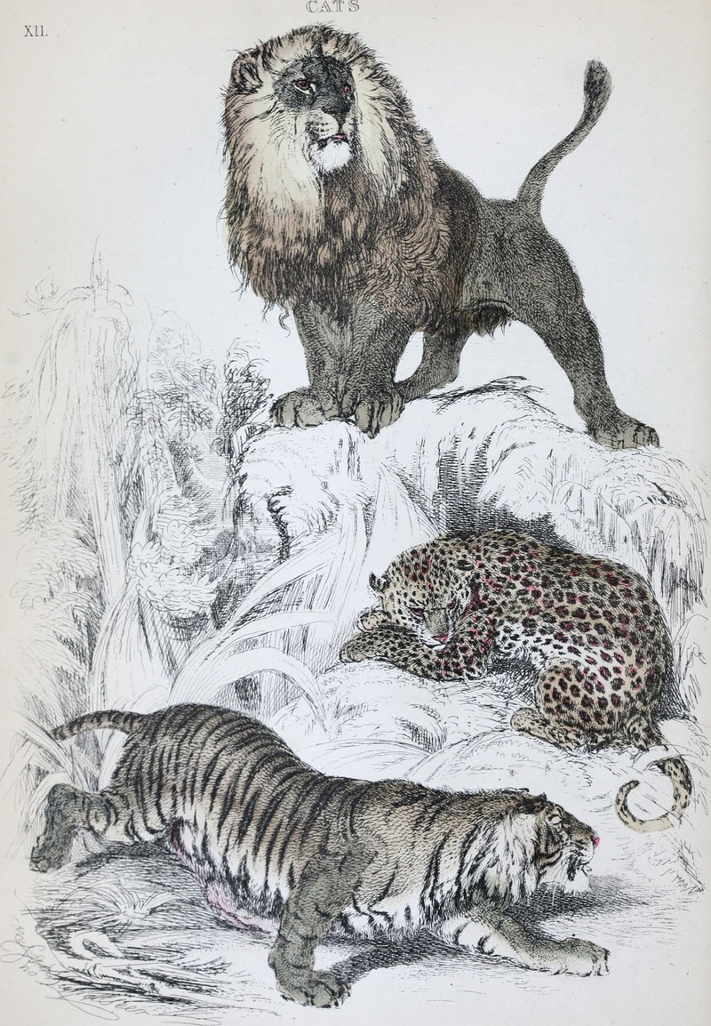lion (Panthera leo), leopard (Panthera pardus), tiger (Panthera tigris); DISPLAY FULL IMAGE.