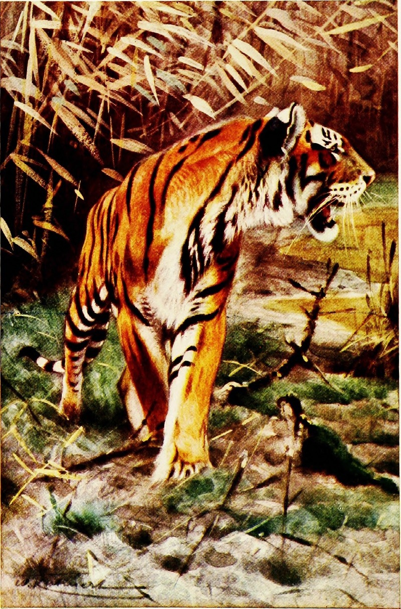 tiger (Panthera tigris) - Bengal tiger (Panthera tigris tigris); DISPLAY FULL IMAGE.
