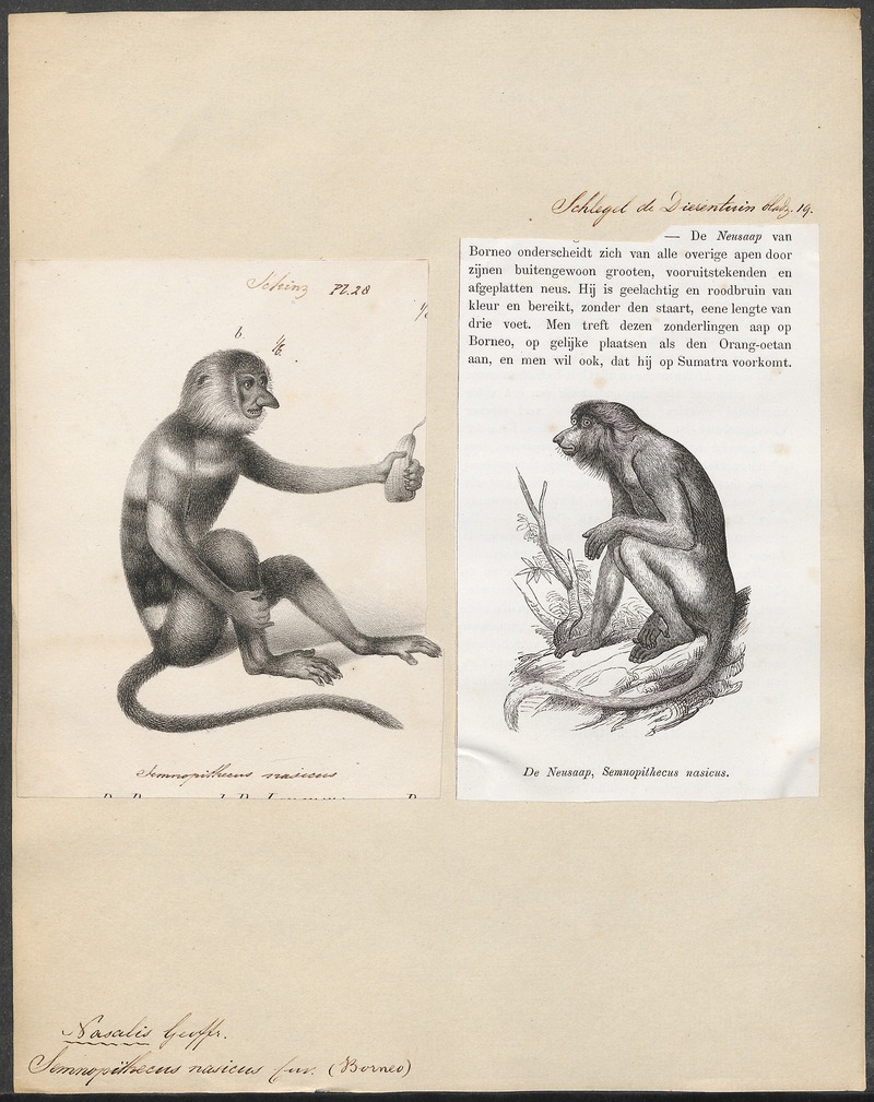 proboscis monkey, long-nosed monkey (Nasalis larvatus); DISPLAY FULL IMAGE.