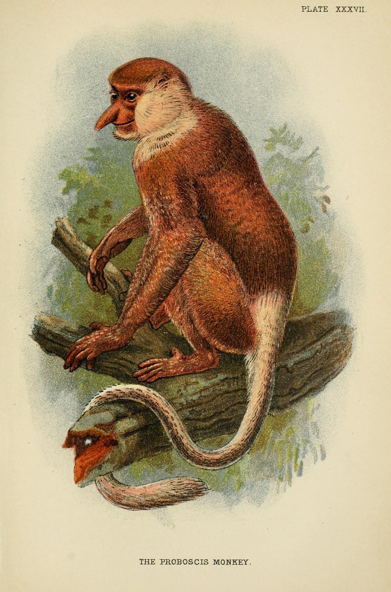 proboscis monkey, long-nosed monkey (Nasalis larvatus); DISPLAY FULL IMAGE.