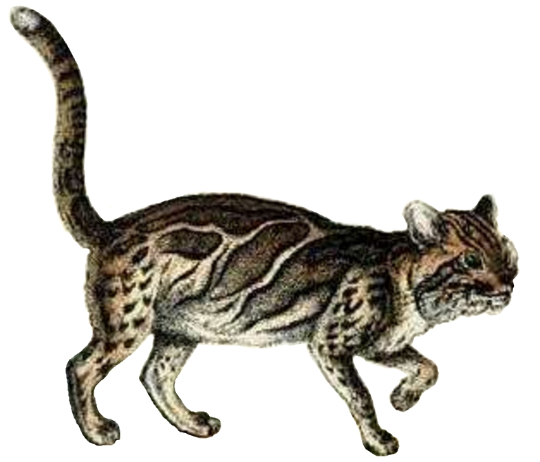 marbled cat (Pardofelis marmorata); DISPLAY FULL IMAGE.