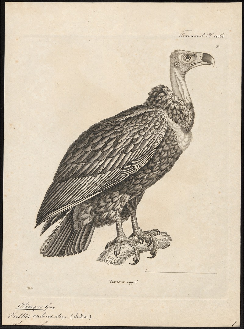 red-headed vulture (Sarcogyps calvus); DISPLAY FULL IMAGE.