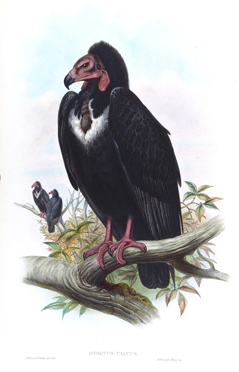 red-headed vulture (Sarcogyps calvus); DISPLAY FULL IMAGE.