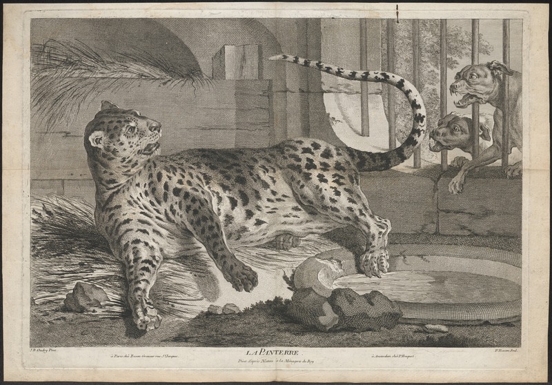 leopard (Panthera pardus); DISPLAY FULL IMAGE.