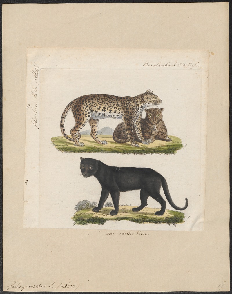 leopard (Panthera pardus) - black panther; DISPLAY FULL IMAGE.