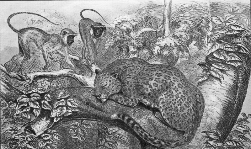 leopard (Panthera pardus), gray langurs (Semnopithecus sp.); DISPLAY FULL IMAGE.