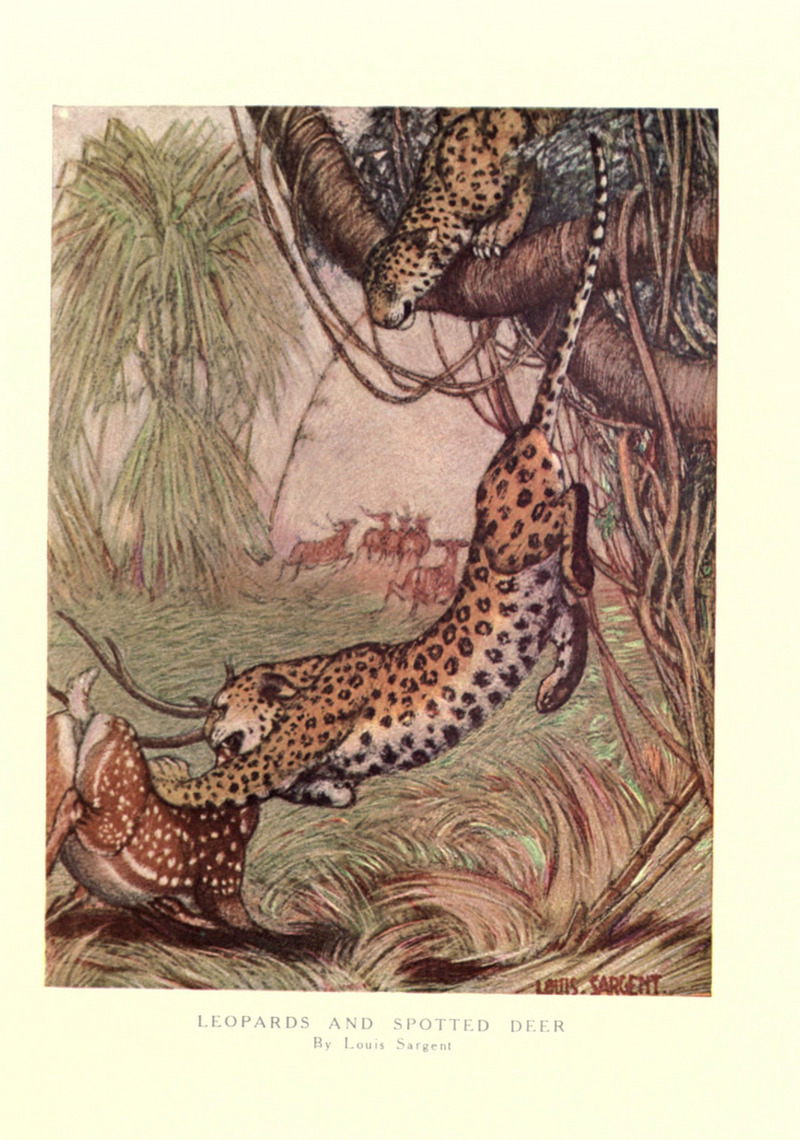 leopard (Panthera pardus): leopards attacking spotted deer (Axis axis); DISPLAY FULL IMAGE.